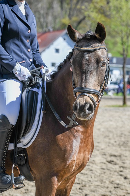 看到球队因 看到球队因