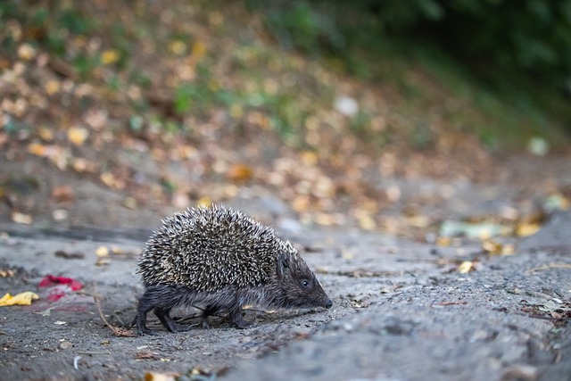 萊萬、穆勒等傑出球員榮獲《體育圖片報》的德甲傳奇獎.